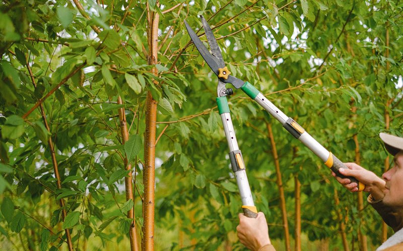 Tree trimming in Meadow Lands, PA